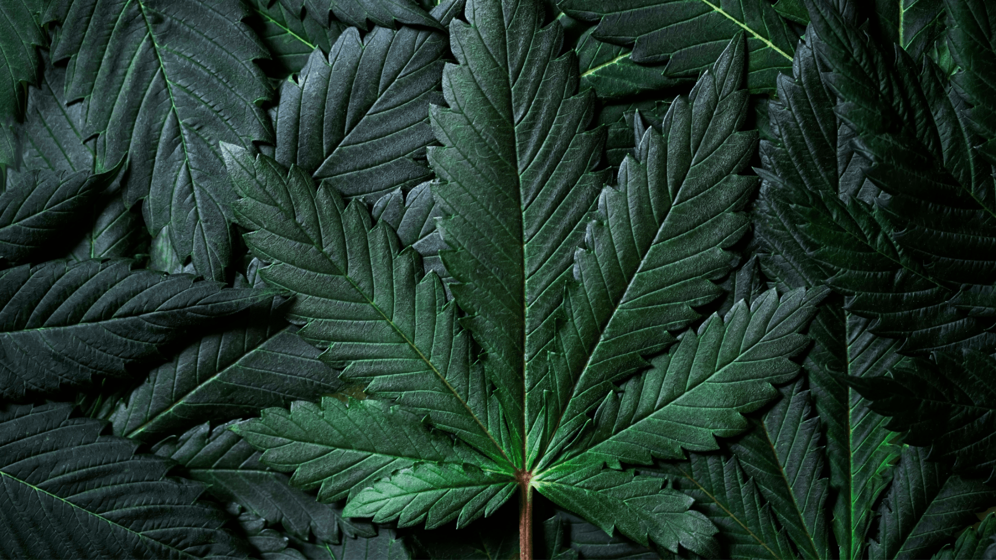 Everything You Need to Know About Hemp-Infused Beverages - Boisson