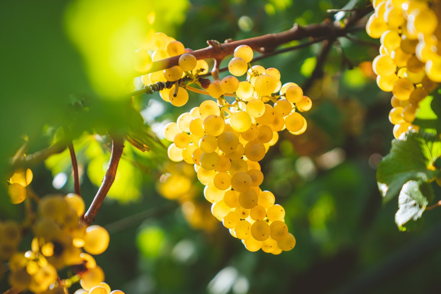Non-Alcoholic Chardonnay: A Complete Guide - Boisson