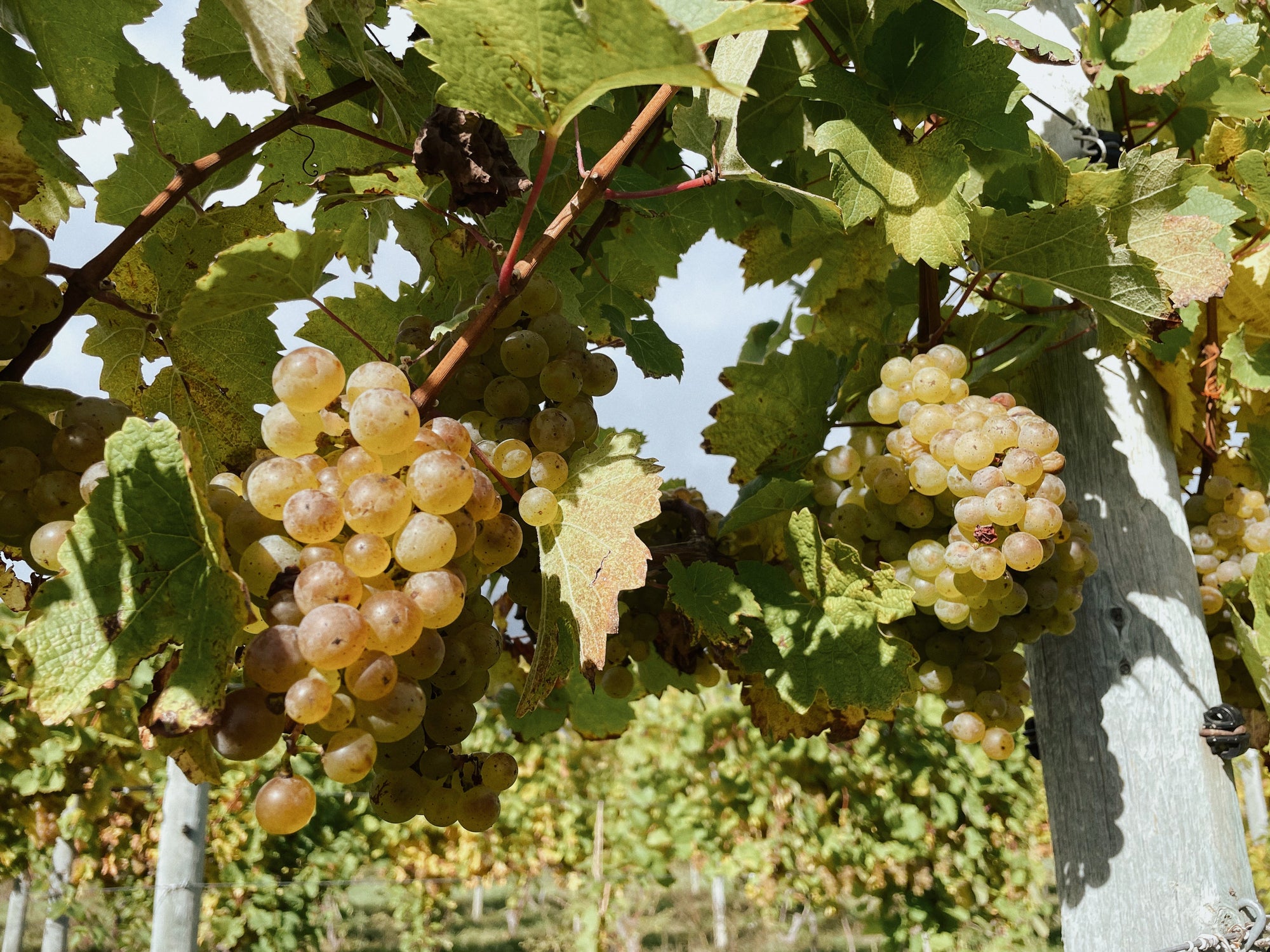 grapes on a vine