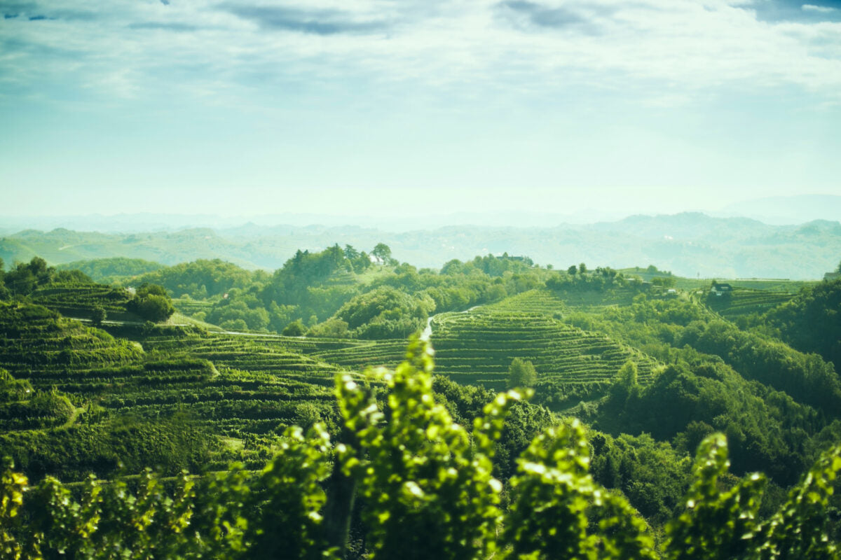 Schatzi Wines
